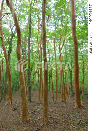 索博山坡上的一片假山茶樹（Stewartia pseudocamellia） 140054457