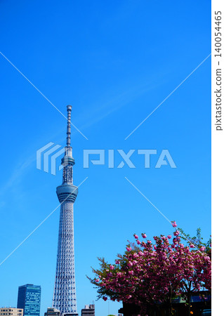 Sakura and Sky Tree Sakura and Sky Tree 140054465