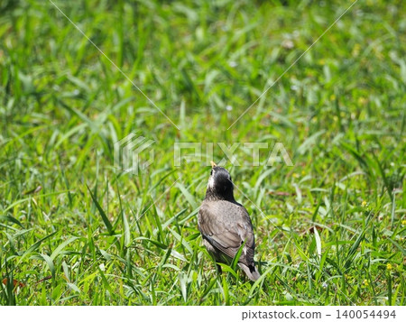 一隻椋鳥站在草地上 140054494