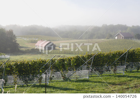 A close-up of a vineyard in Hokkaido and a distant view of a winery, depicting the scenery of a wine region in early autumn in September. A close-up of a vineyard in Hokkaido and a distant view of a winery, depicting the scenery of a wine region in early autumn in September. 140054726