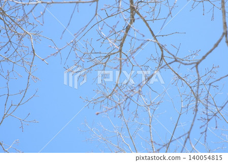 The clear blue sky and the breath of spring residing in the branches The clear blue sky and the breath of spring residing in the branches 140054815