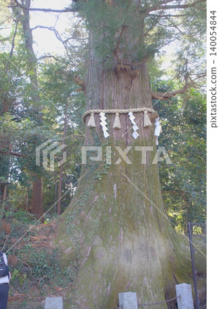 The sacred trees of Mount Takao bathed in spring sunlight, the sacred breath of life symbolized by the Shimenawa rope. The sacred trees of Mount Takao bathed in spring sunlight, the sacred breath of life symbolized by the Shimenawa rope. 140054844