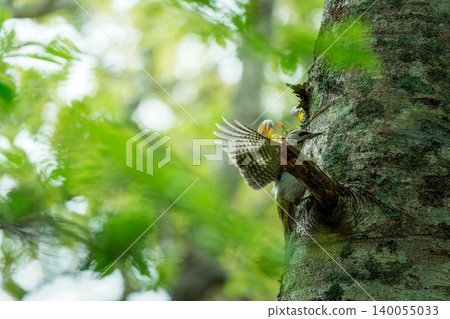 啄木鳥棲息在樹上 啄木鳥棲息在樹上 140055033