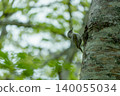 Woodpecker perched on a tree 140055034