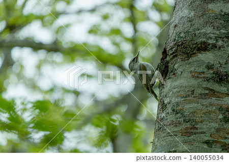 Woodpecker perched on a tree Woodpecker perched on a tree 140055034