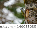 Woodpecker perched on a tree 140055035