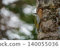 Woodpecker perched on a tree 140055036