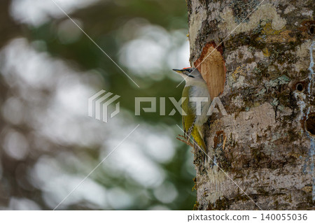 啄木鳥棲息在樹上 啄木鳥棲息在樹上 140055036