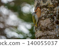 Woodpecker perched on a tree 140055037