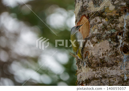Woodpecker perched on a tree Woodpecker perched on a tree 140055037