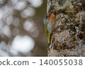Woodpecker perched on a tree 140055038
