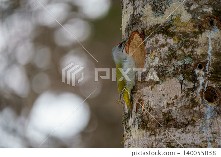 Woodpecker perched on a tree 140055038