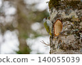 Woodpecker perched on a tree 140055039