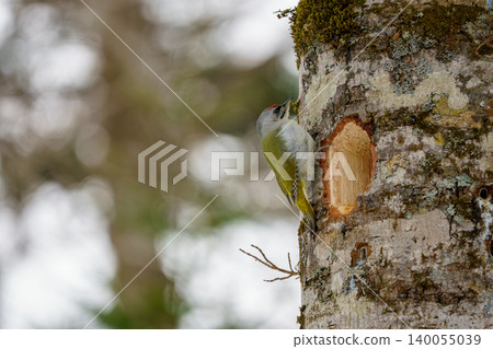 Woodpecker perched on a tree Woodpecker perched on a tree 140055039