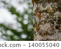 Woodpecker perched on a tree 140055040