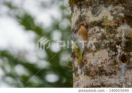 Woodpecker perched on a tree Woodpecker perched on a tree 140055040