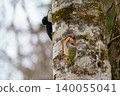 Woodpecker perched on a tree 140055041
