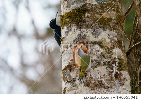 Woodpecker perched on a tree Woodpecker perched on a tree 140055041