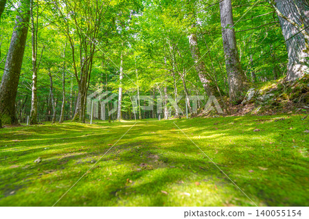 The beautiful lush greenery of the Ishizuchi Mountain Range and the moss-covered hiking trail at Heike-daira. *The location of the photo is indicated in the comments section of the work. The beautiful lush greenery of the Ishizuchi Mountain Range and the moss-covered hiking trail at Heike-daira. *The location of the photo is indicated in the comments section of the work. 140055154