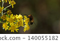 一隻白條紋食蚜蠅正在吸食金色菊花的花蜜。 140055182