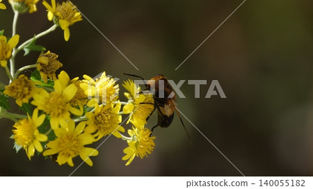 A white-striped hoverfly sucks nectar from a golden chrysanthemum flower. 140055182