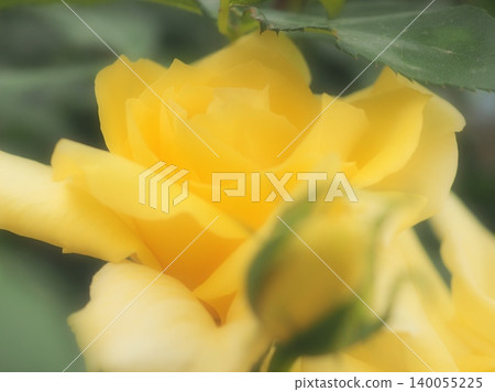 A rose blooming as if protected by the thorns on its leaves (Golden Scepter, aff20260515051518) A rose blooming as if protected by the thorns on its leaves (Golden Scepter, aff20260515051518) 140055225