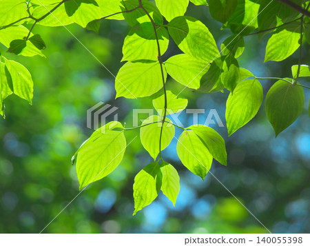 Fresh green leaves in May, shining in the backlight - Natural scenery (May 2026) Fresh green leaves in May, shining in the backlight - Natural scenery (May 2026) 140055398