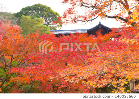 Autumn leaves of Tofukuji Temple in Kyoto Autumn leaves of Tofukuji Temple in Kyoto 140055660