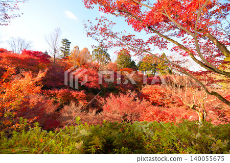 Autumn leaves of Tofukuji Temple in Kyoto Autumn leaves of Tofukuji Temple in Kyoto 140055675