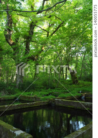 The beautiful fresh greenery of the Kitanizawa Gorge in Okudaisen, Tottori Prefecture The beautiful fresh greenery of the Kitanizawa Gorge in Okudaisen, Tottori Prefecture 140055775