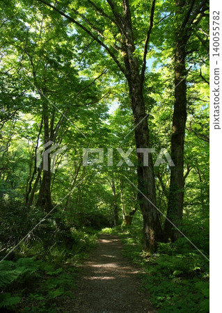 鳥取縣奧大井山北谷澤峽谷美麗的翠綠景色 鳥取縣奧大井山北谷澤峽谷美麗的翠綠景色 140055782