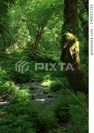 鳥取縣奧大井山北谷澤峽谷美麗的翠綠景色 鳥取縣奧大井山北谷澤峽谷美麗的翠綠景色 140055783