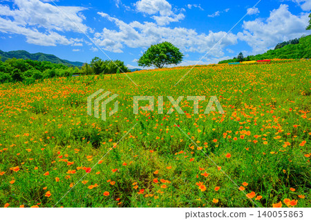 五月初夏晴朗的一天：加州罌粟花田盛開，山坡上孤零零地長著一棵樹，還有三張紅、黃、綠三色的長椅。 140055863