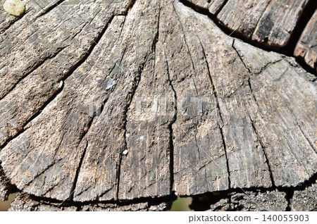 The texture and feel of a tree trunk The texture and feel of a tree trunk 140055903