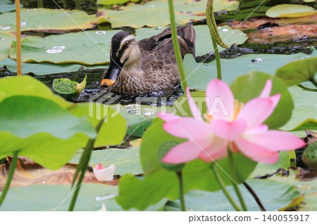 Lotus flowers and mallard ducks in the moat of Senshu Park 140055917