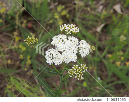 蓍草(Achillea millefolium) 蓍草(Achillea millefolium) 140055963