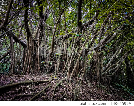 Giant trees thrive in the jungle of the secluded Haha-jima Island; a breathtaking view of a banyan tree forest with roots spreading everywhere. Giant trees thrive in the jungle of the secluded Haha-jima Island; a breathtaking view of a banyan tree forest with roots spreading everywhere. 140055999