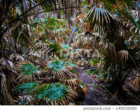 A single path winds through the jungle of the secluded Haha-jima Island, a landscape of adventure covered in the leaves of giant Livistona palm trees. A single path winds through the jungle of the secluded Haha-jima Island, a landscape of adventure covered in the leaves of giant Livistona palm trees. 140056000