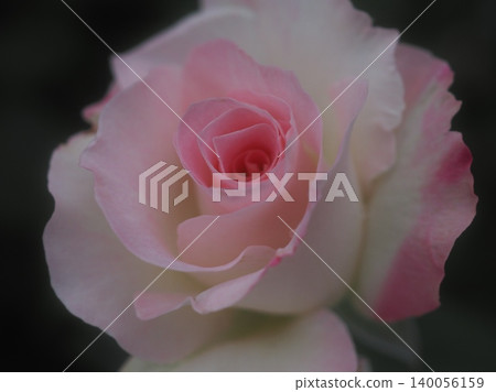 玫瑰(瑪蒂達,20260515051926) 玫瑰(瑪蒂達,20260515051926) 140056159