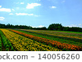 Flower fields spreading across the plateau 140056260