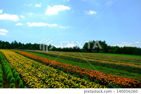 Flower fields spreading across the plateau 140056260