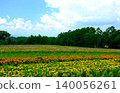Flower fields spreading across the plateau 140056261