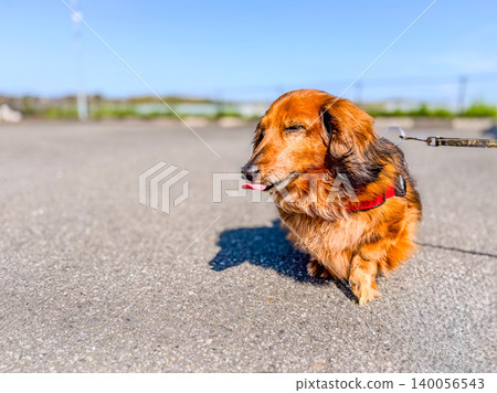 A cute miniature dachshund basking in the sun A cute miniature dachshund basking in the sun 140056543