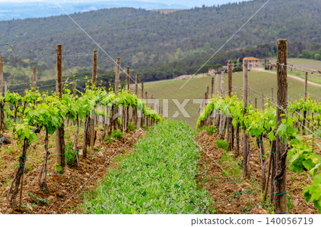 Rolling vineyard landscape under cloudy sky in the countryside Rolling vineyard landscape under cloudy sky in the countryside 140056719