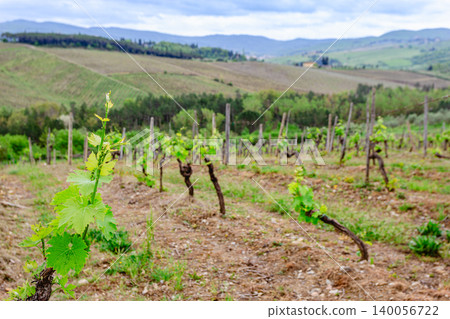 Vineyard landscape with fresh green grapevines in Tuscany Vineyard landscape with fresh green grapevines in Tuscany 140056722