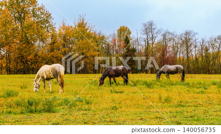 Horses grazing in a vibrant autumn landscape on a cloudy day Horses grazing in a vibrant autumn landscape on a cloudy day 140056735