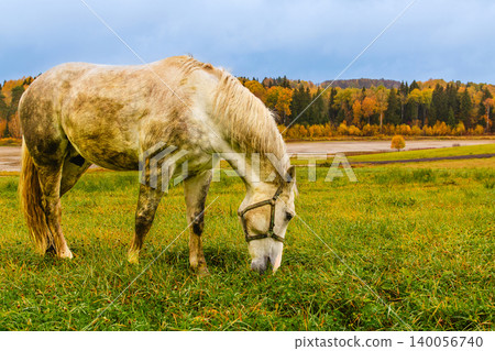 Gray horse grazing peacefully in an autumn field Gray horse grazing peacefully in an autumn field 140056740