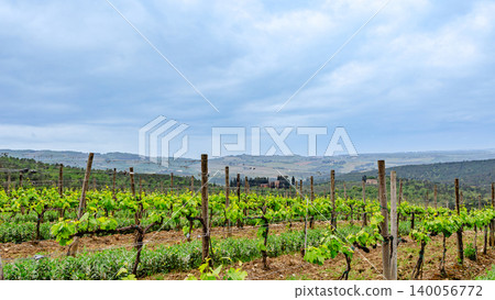 Rolling vineyard landscape under cloudy sky in the countryside Rolling vineyard landscape under cloudy sky in the countryside 140056772