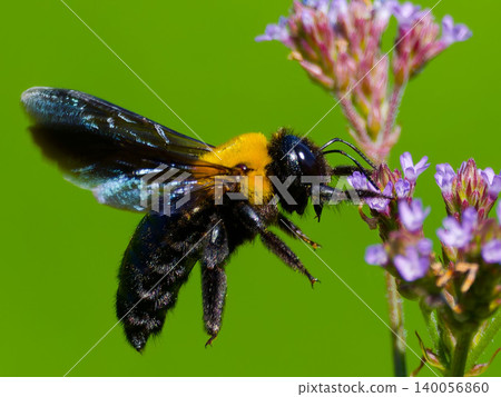 A close-up of a bumblebee sipping nectar from a flower: A spring nature scene. A close-up of a bumblebee sipping nectar from a flower: A spring nature scene. 140056860