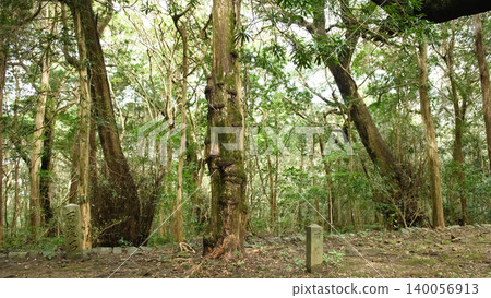 Esusaki Island, Kasuga Shrine: Group of Giant Trees and Hyakudo-ishi Stone, Warm-Temperature Plant Community, Wakayama Prefecture Esusaki Island, Kasuga Shrine: Group of Giant Trees and Hyakudo-ishi Stone, Warm-Temperature Plant Community, Wakayama Prefecture 140056913